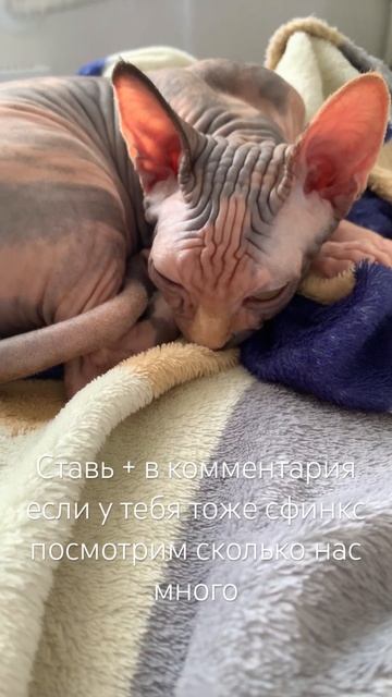 Ставь + в комментария если у тебя есть сфинкс посмотри? смотреть онлайн