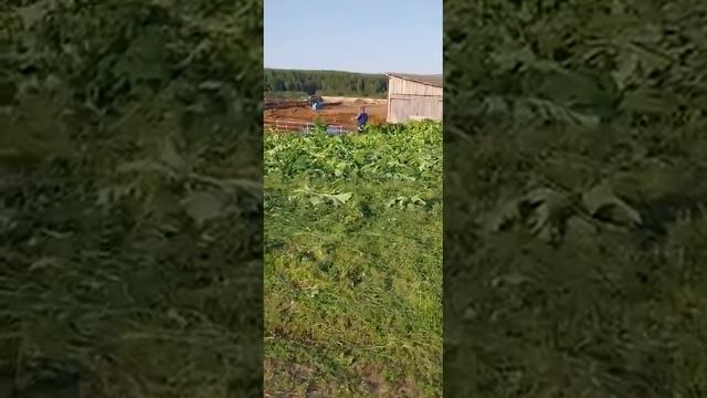 покос борщевика в хозяйстве.