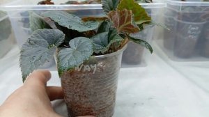 Черенкование Бегонии Шардоне