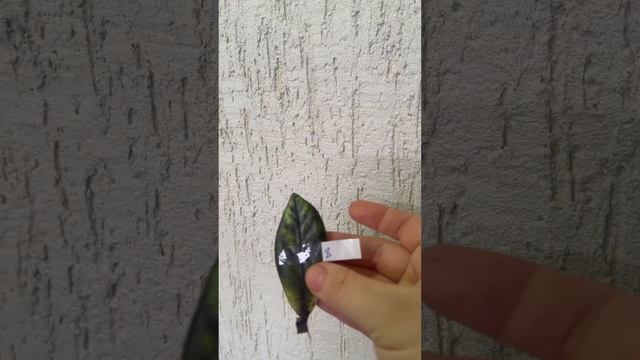 Замиокулькас вариегатный новинка / zamioculcas variegata смотреть онлайн