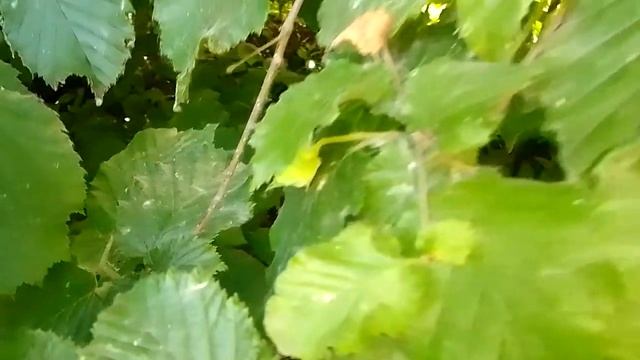 Орешек! смотреть онлайн