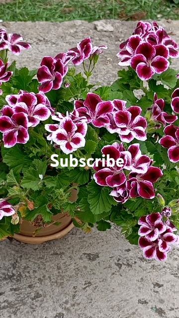 #flowers #цветыдлядома смотреть онлайн