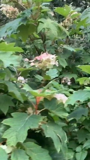 #floral #park #france #hydrangeas #hortensia #гортензия #flower #beautiful #quercifolia #?