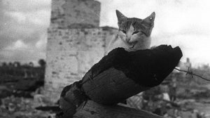 Животные на войне | День победы 2025 | Великая Отечественная война