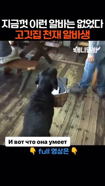 В Южной Корее даже собаки кланяются #рек #рекомендации смотреть онлайн