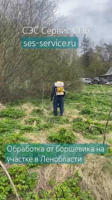 Обработка от борщевика на участке