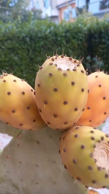 #СъедобныеПлодыКактуса #опунция #ficodindia #opuntia #cactus #italy #ab смотреть онлайн