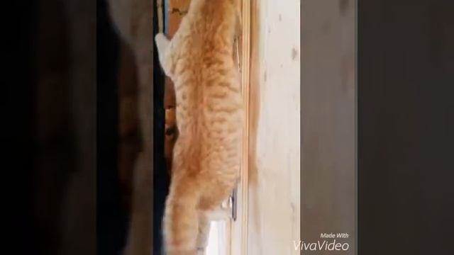 самый умный кот! я была в шоооке! Смотреть всем!!! Very clever смотреть онлайн
