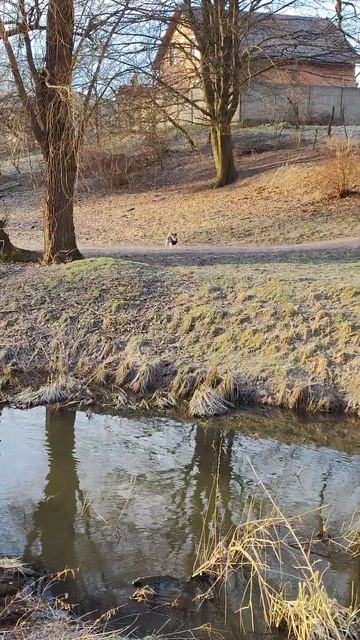 Астра, замерзлий парк, качки та маленький одягнений пе смотреть онлайн