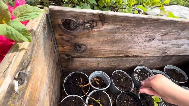 28.04.25. Утренний обход Гортензий.  Подкормили и подкисли