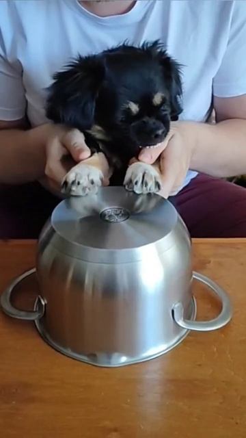 #собака не хочет в тренды))) смотреть онлайн