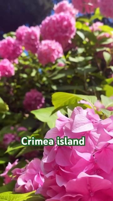 #crimea#hydrangea#macrophylla#hortensia#гортензия#гортензія #shorts#アジサイ