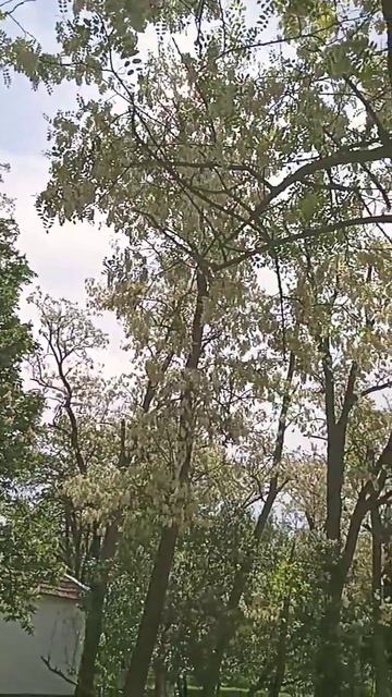 Акация цветет🥰 смотреть онлайн