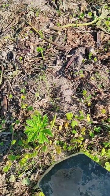 Гектар борщевика Сосновского. смотреть онлайн