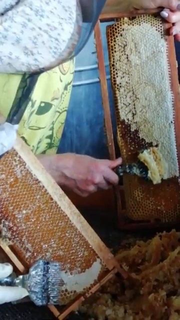 Вскрываем соты. Алтайский Горный мёд! смотреть онлайн