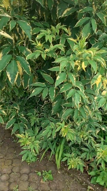 бузина смотреть онлайн