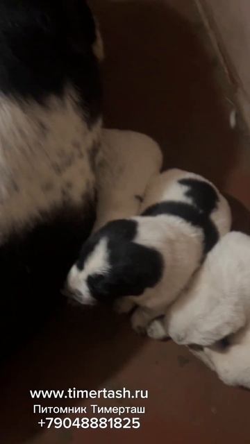 Помет Я сезона 2024 в питомнике Тимерташ от ЛОРИ и ЖОРЫ Е