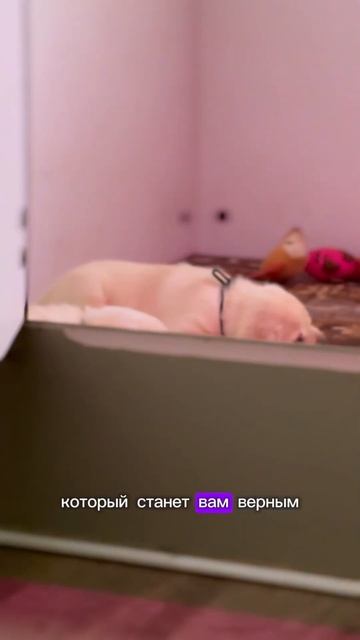 Палевые щенки лабрадора🐶 Есть свободные малыши. смотреть онлайн