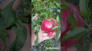 Гранат АК Дона