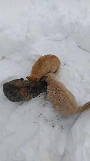 #shorts Сухой корм зимой - Кормим уличных кошек . смотреть онлайн