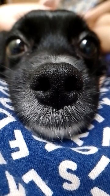 Это Ника- моя маленькая собачка ❤️А у вас есть любимы? смотреть онлайн