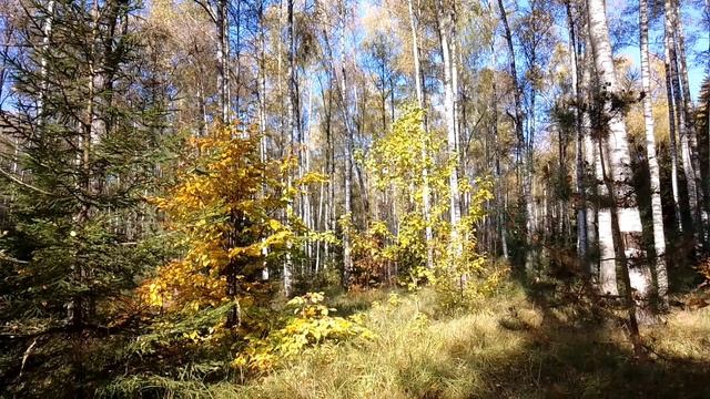 Утро в осеннем лесу. ч.8. Сентябрь 2023 смотреть онлайн