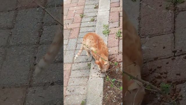 РЫЖАЯ КОШКА ЕСТ ОСТОРОЖНО смотреть онлайн