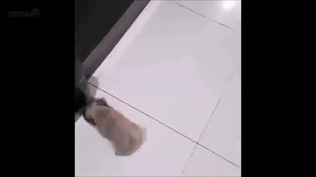 Приколы часть 1 топ подборка за март 2017 смотреть онлайн