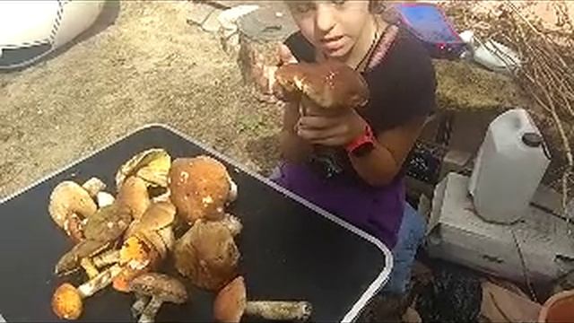 грибы 10.08.2024