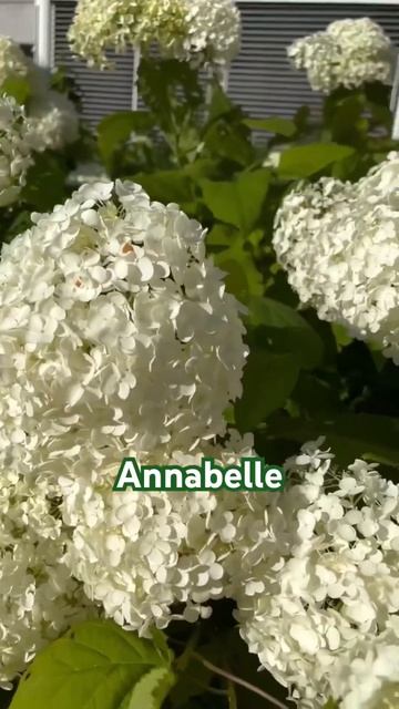 #annabelle Hydrangea#hortensia#гортензия#garden#гортензія#flowers#arboresсеns#j