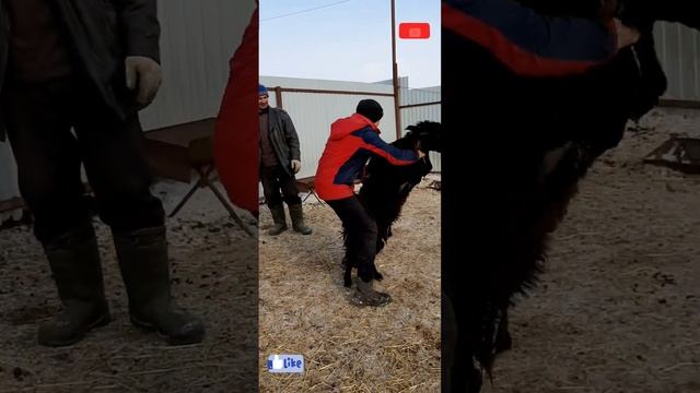 ГУШТЕ, КИ АЗ МАFОЗА МЕХАРЕД ХАЛОЛ КУШТА ШУДААСТ Ё НЕ? (JAVLON LIFE) 2023