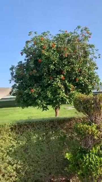 Цветение граната в Абу-Даби | Pomegranate Blossom In Abu Dhabi