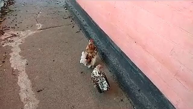 Карловка сентябрь 2024