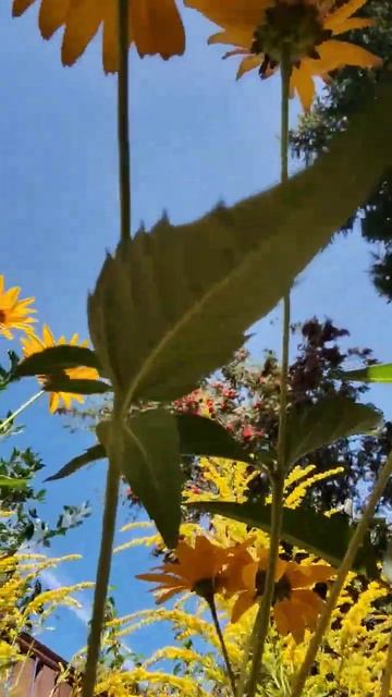 Мгновение красоты: кусочек дачного лета #цветы #красив смотреть онлайн