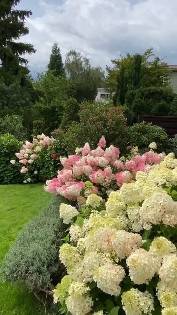 НЕВЕРОЯТНЫЕ ГОРТЕНЗИИ#гортензія #hortensia #hydrangea #garden #flower