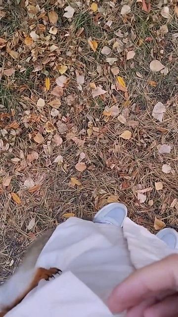 Звуки природы...🦆Осенний вайб🍂#Омск #осеннийвайб #бе? смотреть онлайн