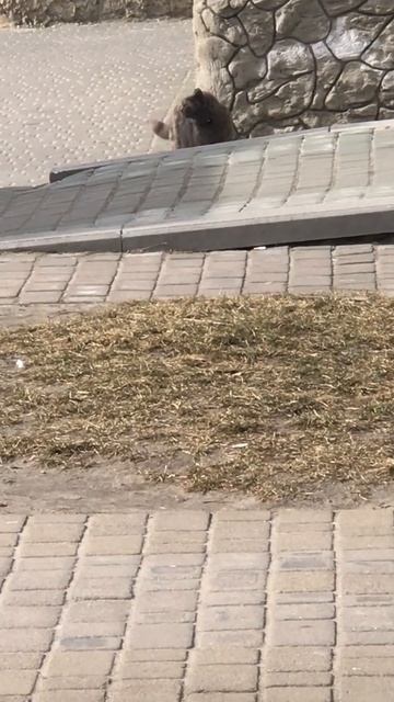 Каменные джунгли тоже опасны, надо быть начеку смотреть онлайн
