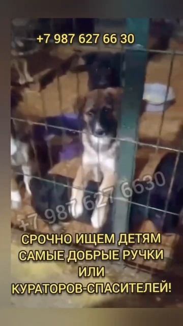 ОБРЕЧЕННЫЕ ДЕТИ В ОТЛОВЕ😭#спасисобаку #щенок #dog #соба смотреть онлайн