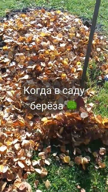 И это только начало☝️🍂🍂#сад #дача #берёза смотреть онлайн