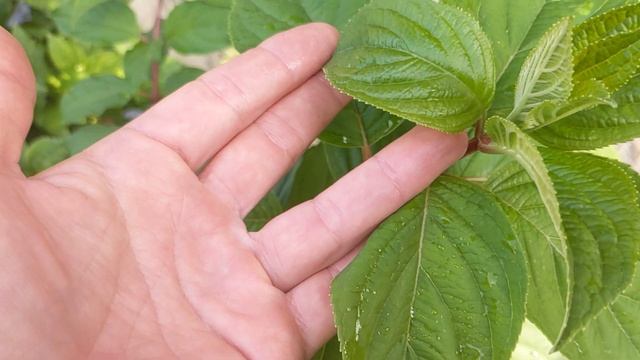 8 августа 2024 г. Кто прекрасней? Строберри Блоссом или М? смотреть онлайн