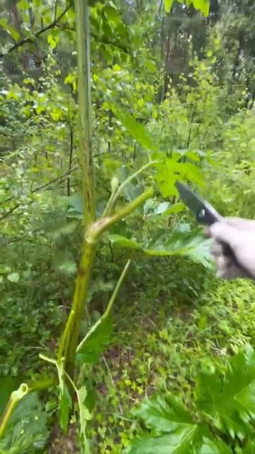 ASMR ВЫРУБКА БОРЩЕВИКА СОСНЯВОГО #shorts #travel #nature смотреть онлайн