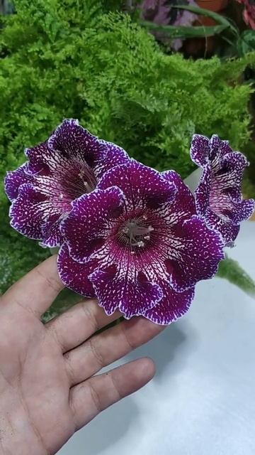 Глоксиния"Мурена" смотреть онлайн