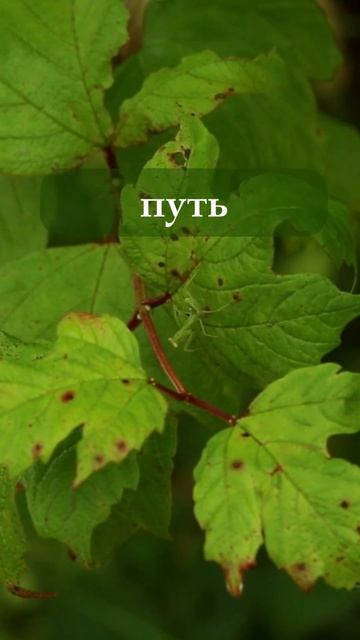 Аффирмации на каждый день - Всегда есть другой путь! #sho смотреть онлайн