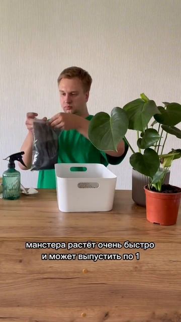 А у вас есть монстера?🪴 #монстера #растения #plants #monstera смотреть онлайн