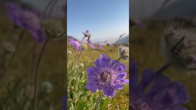 Есть на свете чудеса под названием природа! смотреть онлайн