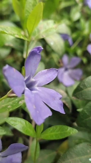 Восхитительное цветение весной. Красиво. Волшебно.🌷? смотреть онлайн