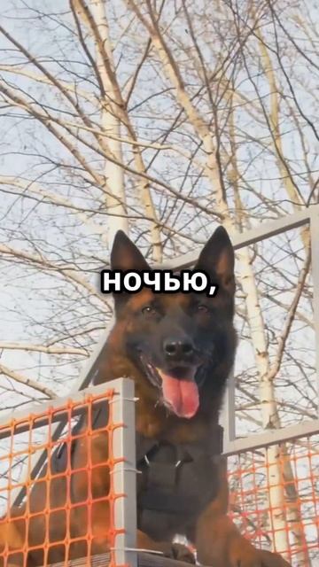 "ПОЧЕМУ 50 СОБАК СПАСЛИ ЦЕЛЫЙ ГОРОД? Невероятная истори смотреть онлайн