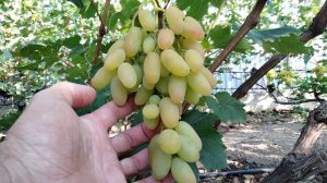 БІЛА АКАЦІЯ , виноград КАЛУГИНА В.М.