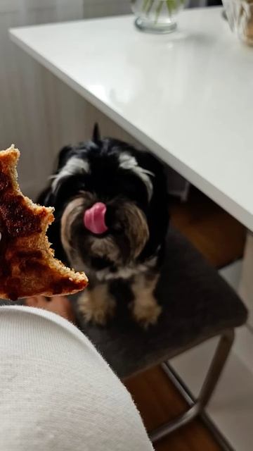 Собака — это радость в чистом виде🤗 #мойдруг#🐶#собач смотреть онлайн