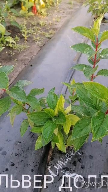 Мои любимки гортензии смотреть онлайн